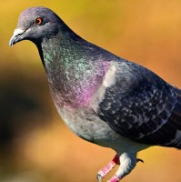 Pigeon Poob