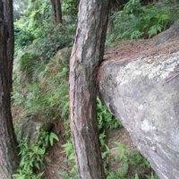 陈士林