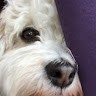 Trudi B