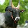 rt balaji