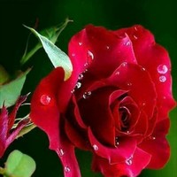 مازن المازني