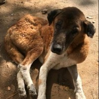 Shelter Rescue Uganda