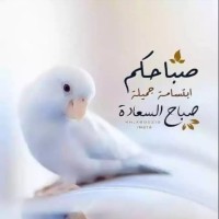 SAMEH mannai