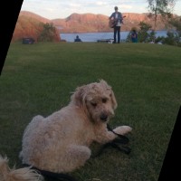 Brad Hovell