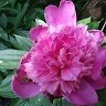 Flora Pink