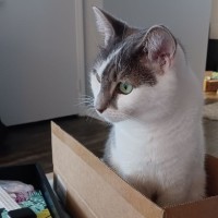 Sheena J.