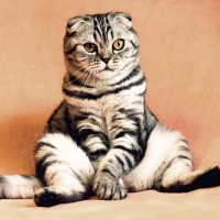 Kucing Garong