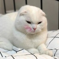 댕구라미