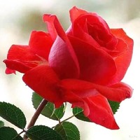 Ksa Ksm