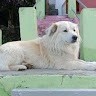 Rahul Lingwal