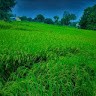 Vaishali Logeswaran