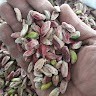 علاء العبدالله