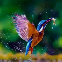 Bikash Biswas