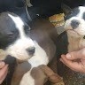 Pit Bull