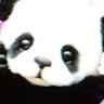 Panda Parkin