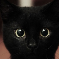 Dan Crawford