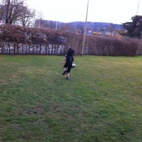 huner faxer