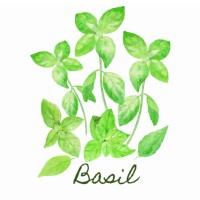 Basil KH