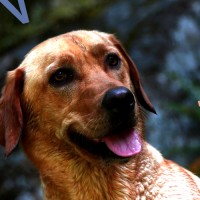 Sean The Dog