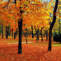 Marian Caro Izquierdo