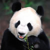 Jeremy(Liming) Jiao