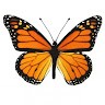 Les Papillons