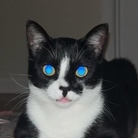 Toby BK Cat