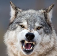 Killer Wolf