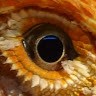 Reptil Vision
