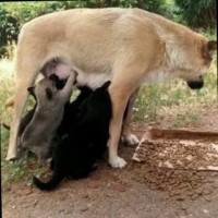 Tama Animalrescue