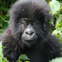 Wild Experience Africa