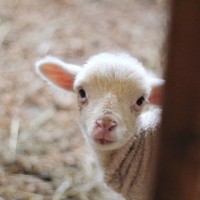 Superior Farms