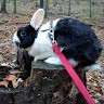 Pikka Our Bunny