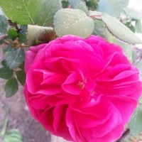 العدهد الراوي