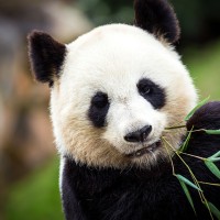 Joe Panda