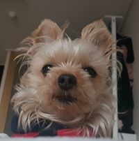 강하람