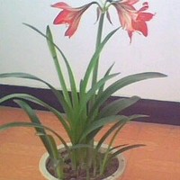 张新军