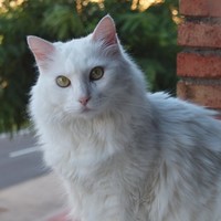 Llorenç Luna i Rodríguez