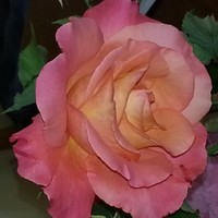 Kathy Howes