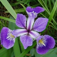 Iris Armenta