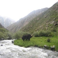 Tashi Yang Zoom