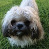 Milo Harvey