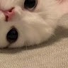 Maayan B