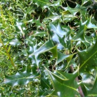 Jade R