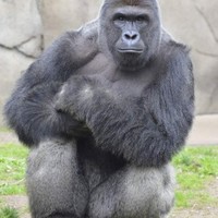 Harambe Lives