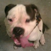 Daniel Wise