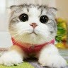 CUTE animal