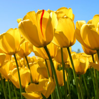 Sacred Heart Convent School