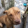 Joker Da Pit