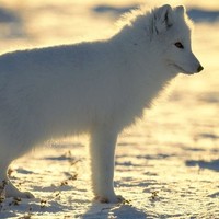 Arctic Songo